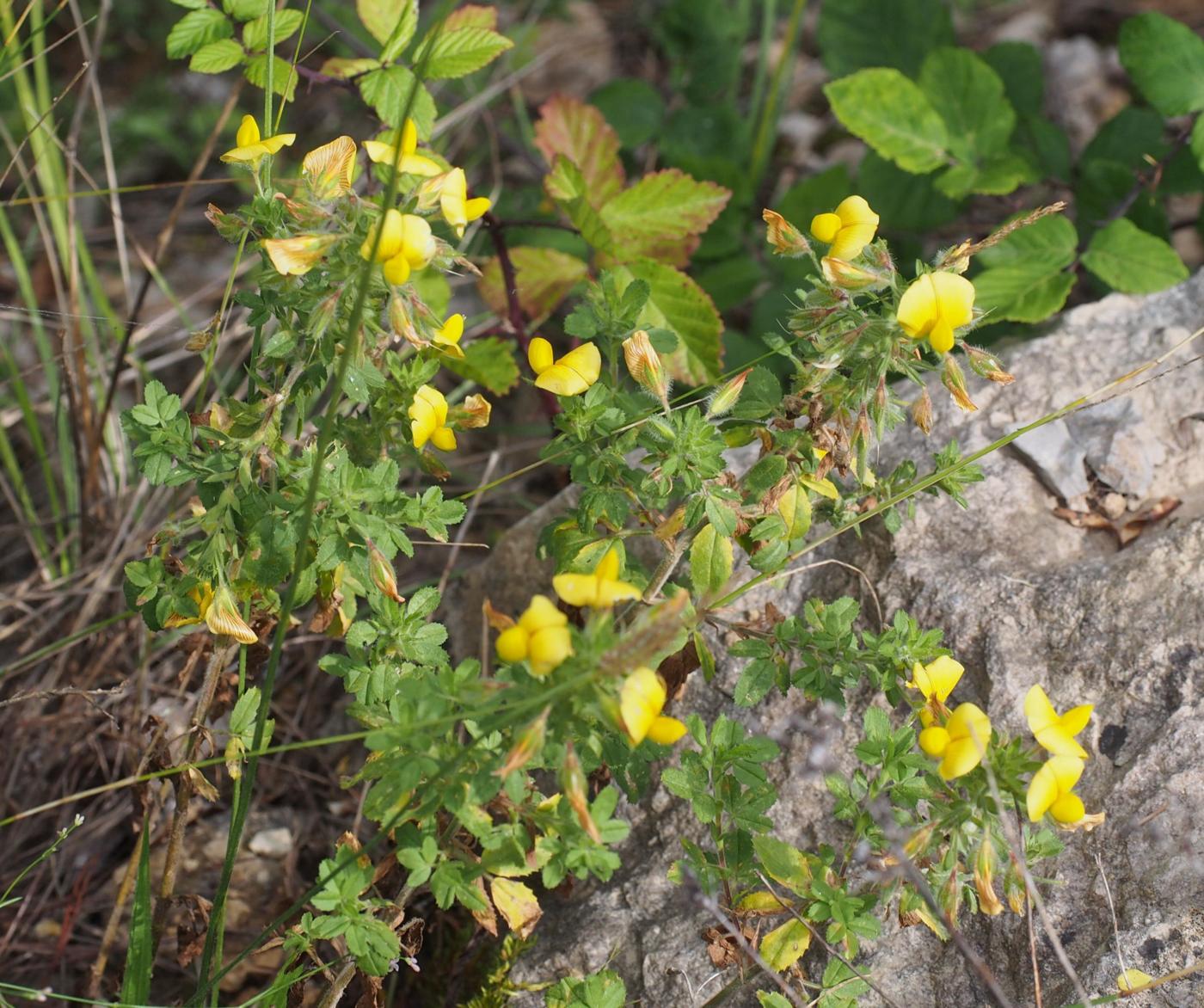 Restharrow, Large Yellow plant